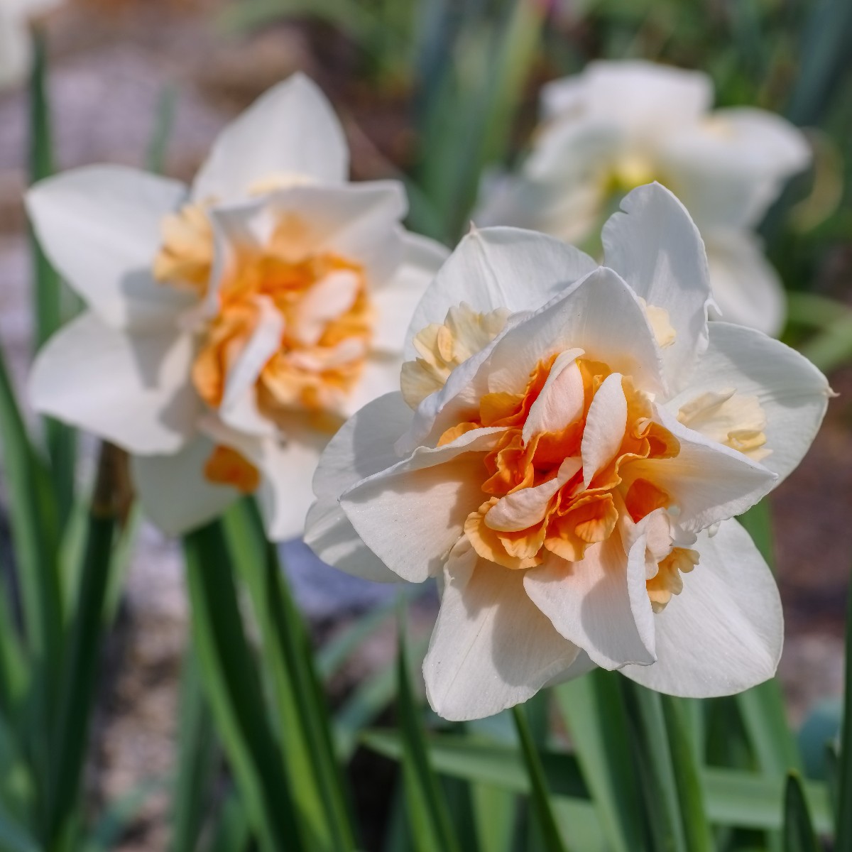 Narcissus 'Replete'
